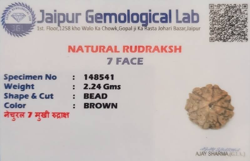 KBS Rudraksha Stone